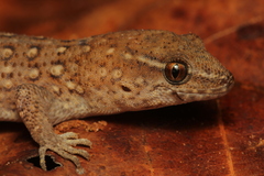 Maranhao Naked-Toed Gecko photo 4