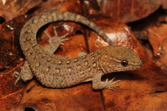 Maranhao Naked-Toed Gecko photo 1