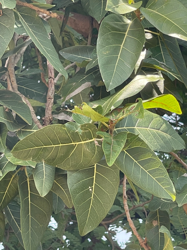 red-leaved fig