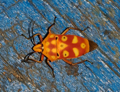ocellated shield bug