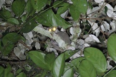 Southern Needle-Clawed Bushbaby photo 5