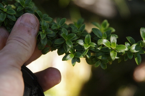 Coprosma elliptica