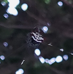 Gasteracantha cancriformis