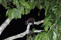 Anomalurus derbianus