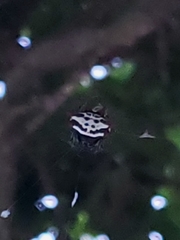 Gasteracantha cancriformis