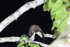 Anomalurus derbianus