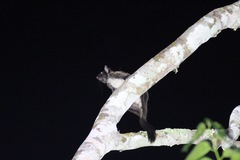 Anomalurus derbianus