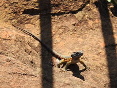 Pseudocordylus melanotus