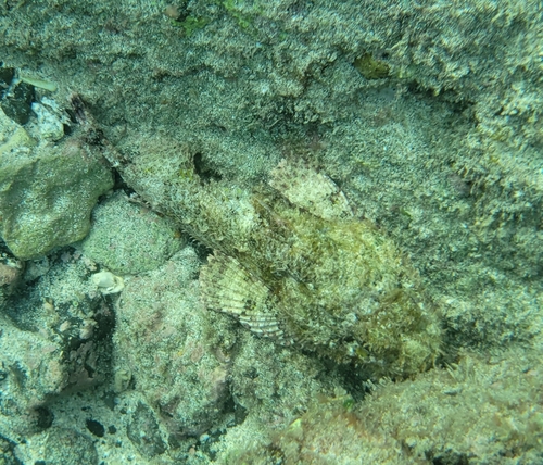 Gladde schorpioenvis (Scorpaena laevis) — Scorpaenidae — 4