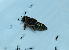 Ontholestes cingulatus