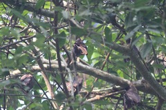 Hypsignathus monstrosus