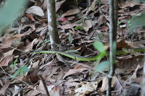 Common Tree Snake sighting