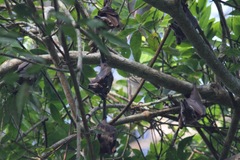 Hypsignathus monstrosus