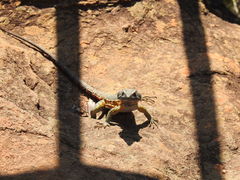 Pseudocordylus melanotus