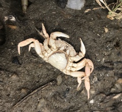 Cyclograpsus punctatus