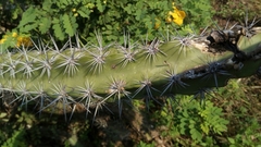 Stenocereus standleyi