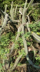 Stenocereus standleyi