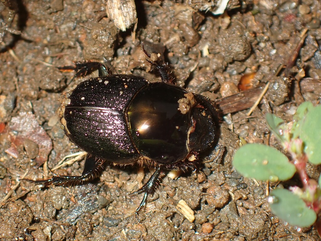 Onthophagus anguliceps