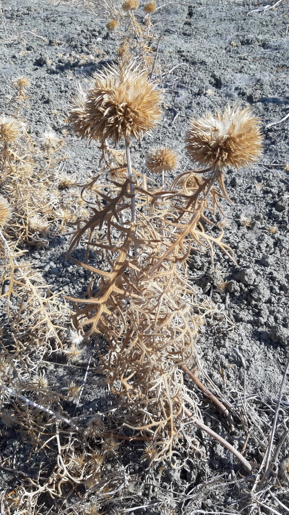 Rough-leaved Globe-thistle
