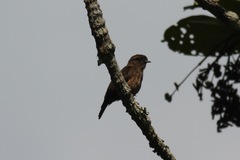 Bradornis fuliginosus