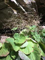 Heuchera parviflora