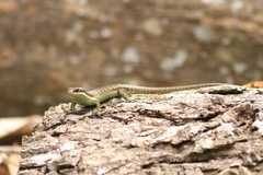 Tropical Mabuya photo 3