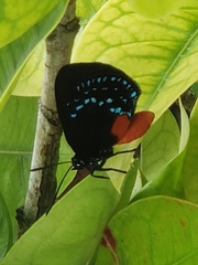 Eumaeus atala
