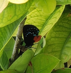 Eumaeus atala