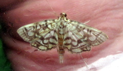 Lygropia rivulalis