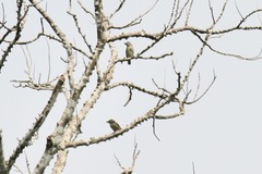 Pogoniulus scolopaceus