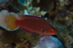 Cirrhilabrus punctatus