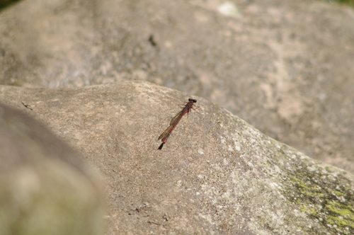 Megalagrion heterogamias, 2019-10-27