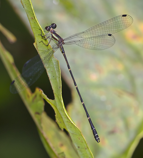 Archaeopodagrion
