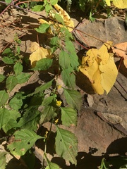 Solidago albopilosa
