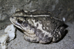 Incilius nebulifer