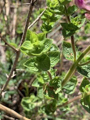 Syncolostemon transvaalensis