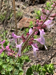 Syncolostemon transvaalensis