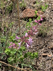Syncolostemon transvaalensis