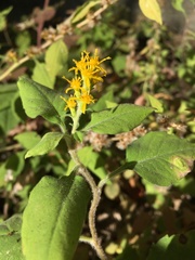 Solidago albopilosa