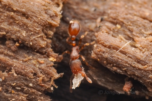 Vollenhovia yambaruVollenhovia yambaru