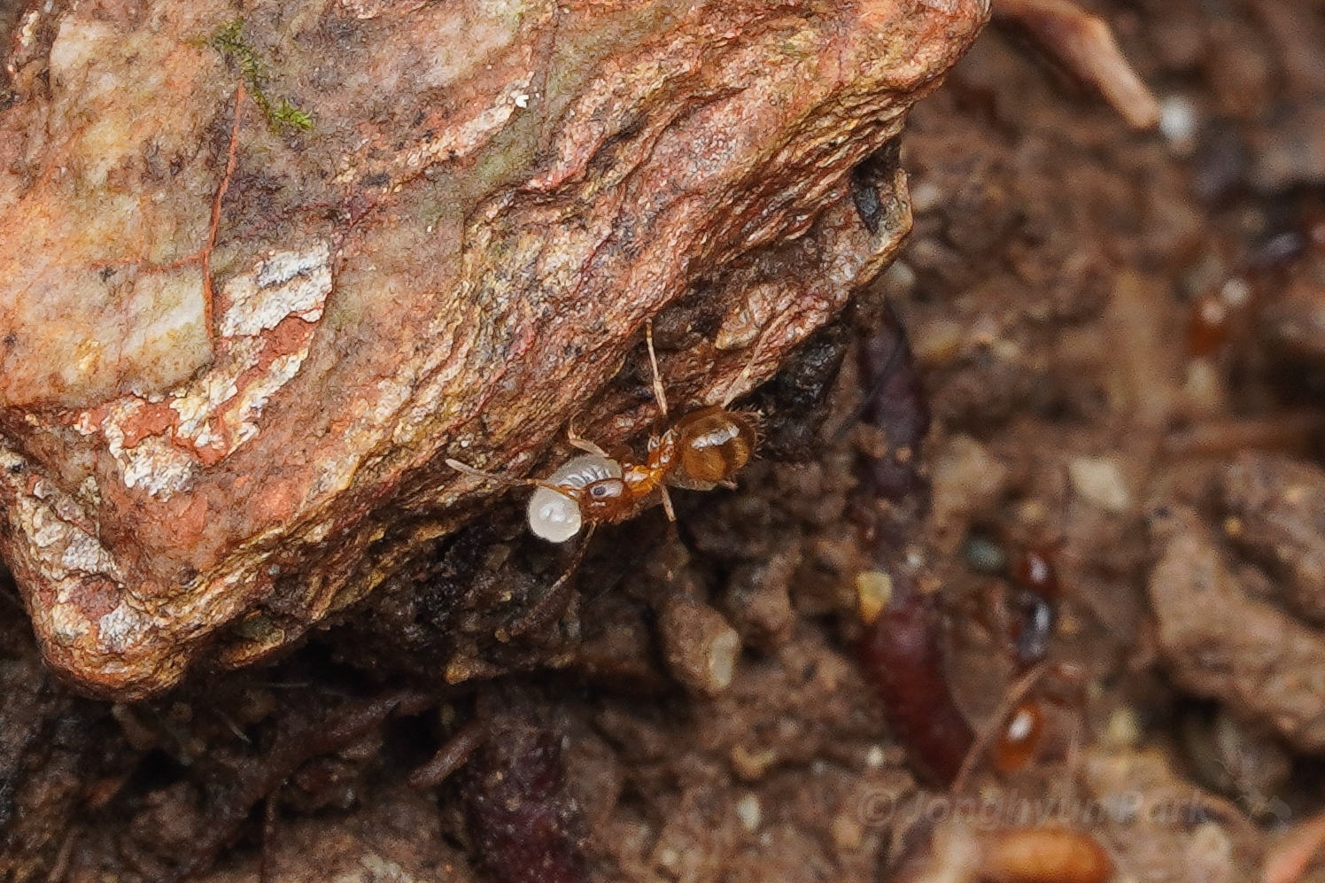 Nylanderia ryukyuensis