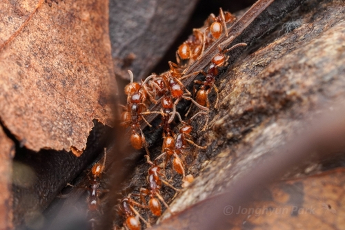 Aenictus lifuiae