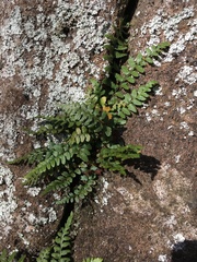 Asplenium bradleyi