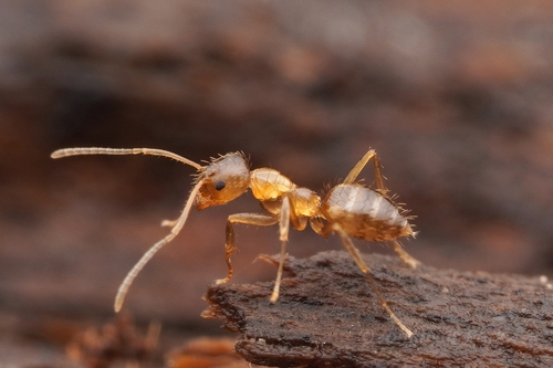 琉球尼氏蚁Nylanderia ryukyuensis