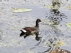 Gallinula galeata