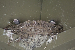 Hirundo rustica
