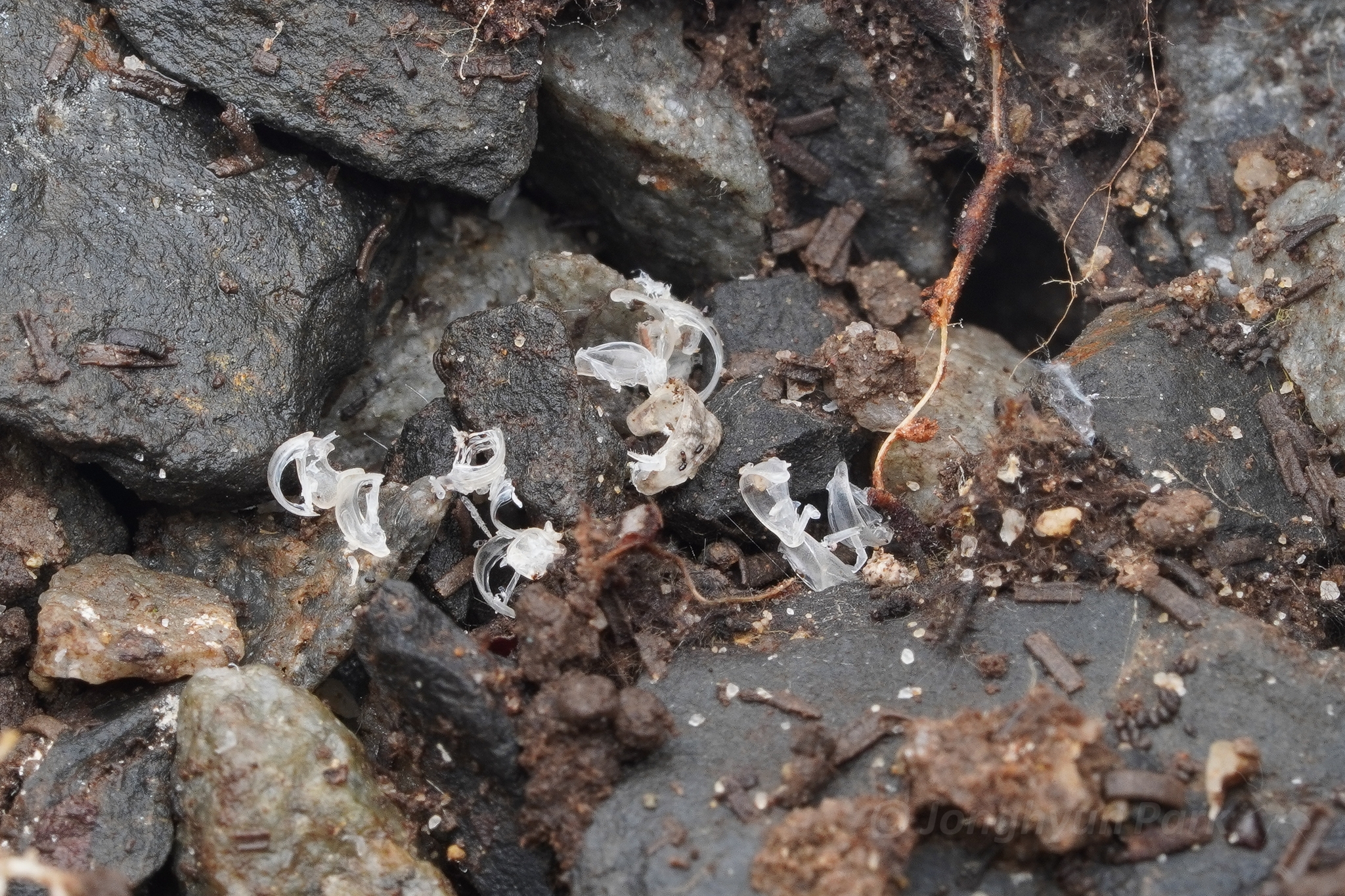 Leptogenys confucii