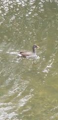 Gallinula galeata