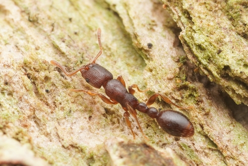 Vollenhovia amamianaVollenhovia amamiana
