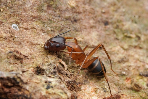 的威弓背蚁Camponotus devestivus